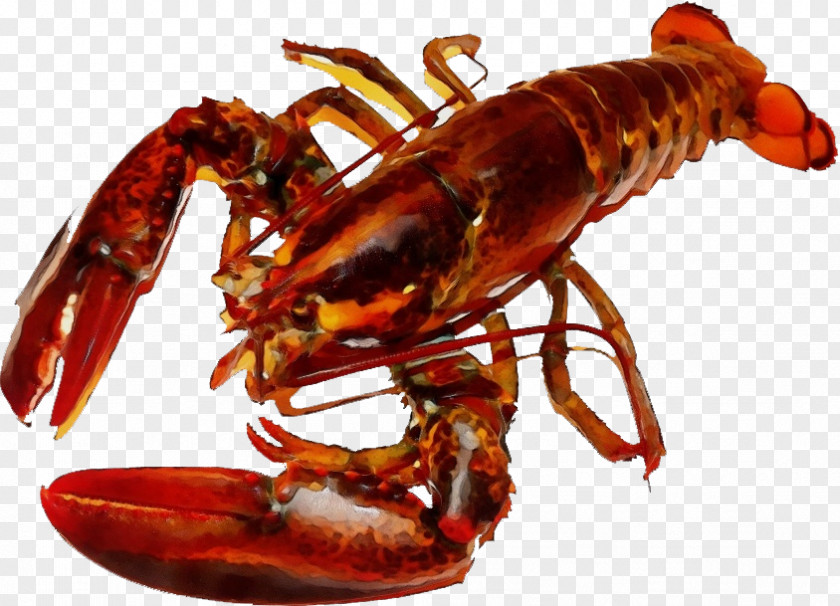 Spiny Lobster Decapoda American Rock Crab Homarus Crayfish PNG