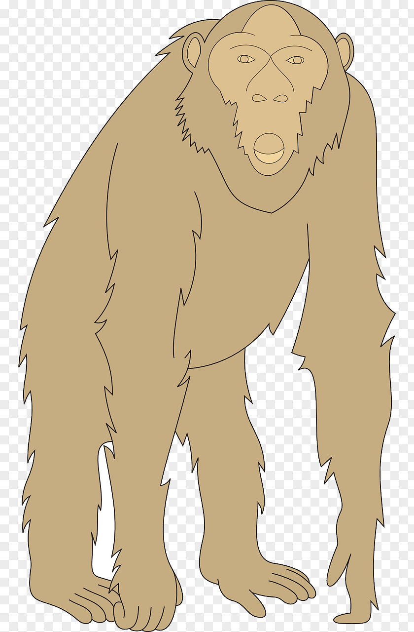 Brown Orangutan Gorilla Homo Sapiens Illustration PNG