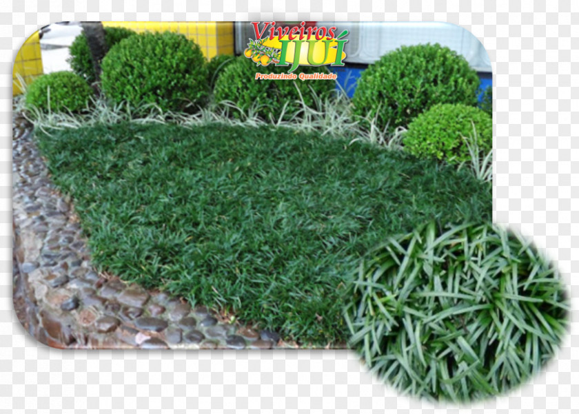 Grass Garden Groundcover Gram Lawn PNG