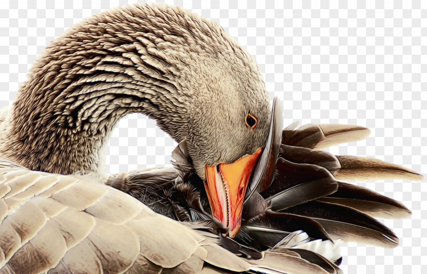 Hunting Decoy Seaduck Duck Cartoon PNG