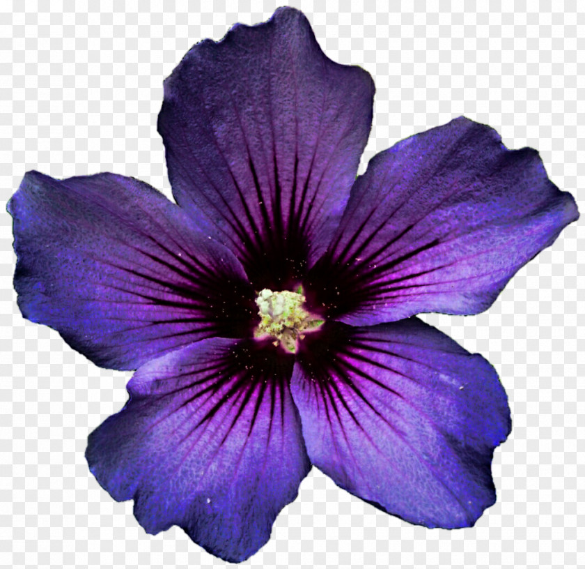 Lavender Flower Shoeblackplant Purple Desktop Wallpaper PNG