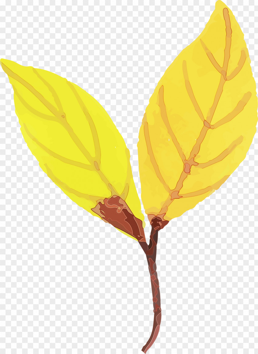 Leaf Yellow Science Biology Plants PNG
