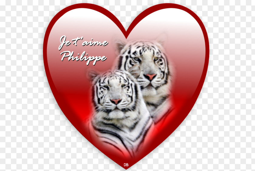 Mon Amour White Tiger Bengal Desktop Wallpaper Siberian Felidae PNG