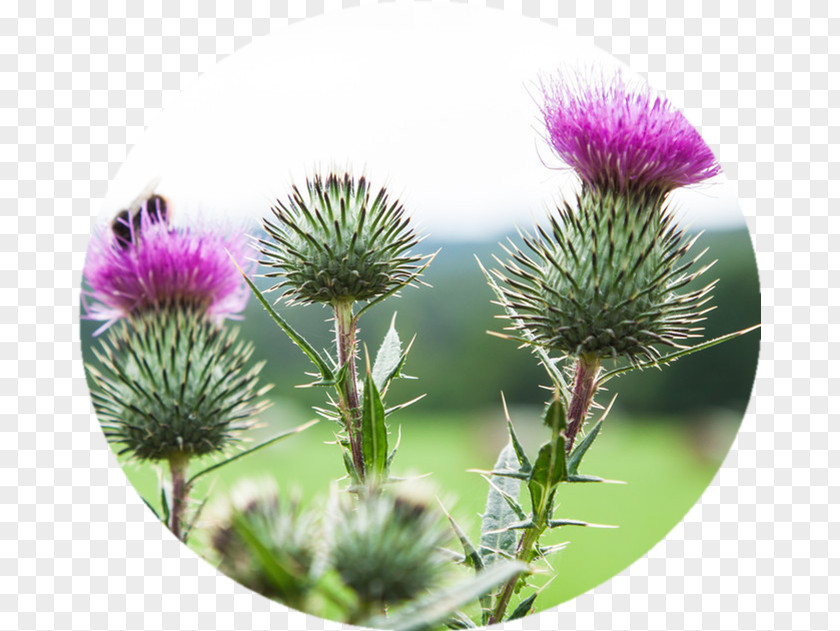 Plant Milk Thistle Food Creeping PNG