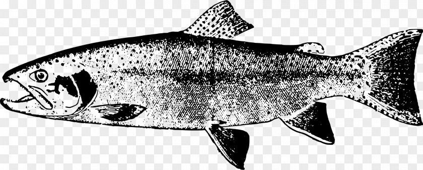 Sardine Clip Art PNG