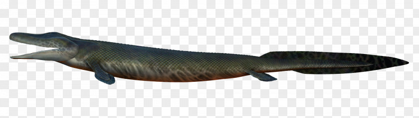 Fish Animal PNG