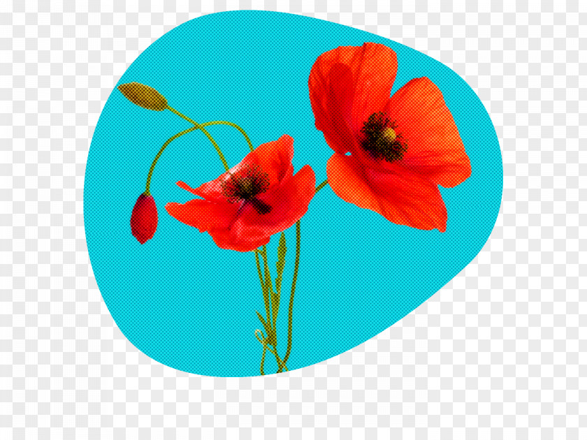 Flower Red Turquoise Poppy Petal PNG