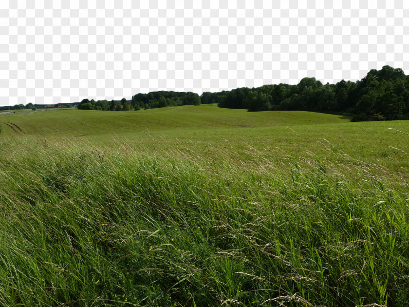Green Wheat Field Cereal PNG