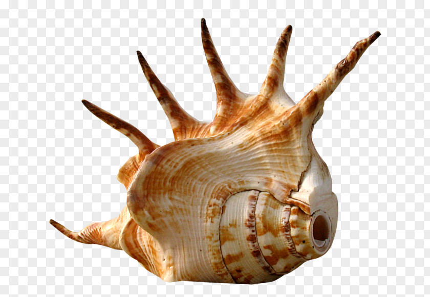 Seashell Conch Snail Shellcraft PNG