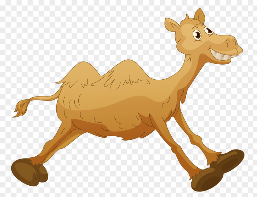 Tall Camel Bactrian Dromedary Royalty-free Cartoon Clip Art PNG