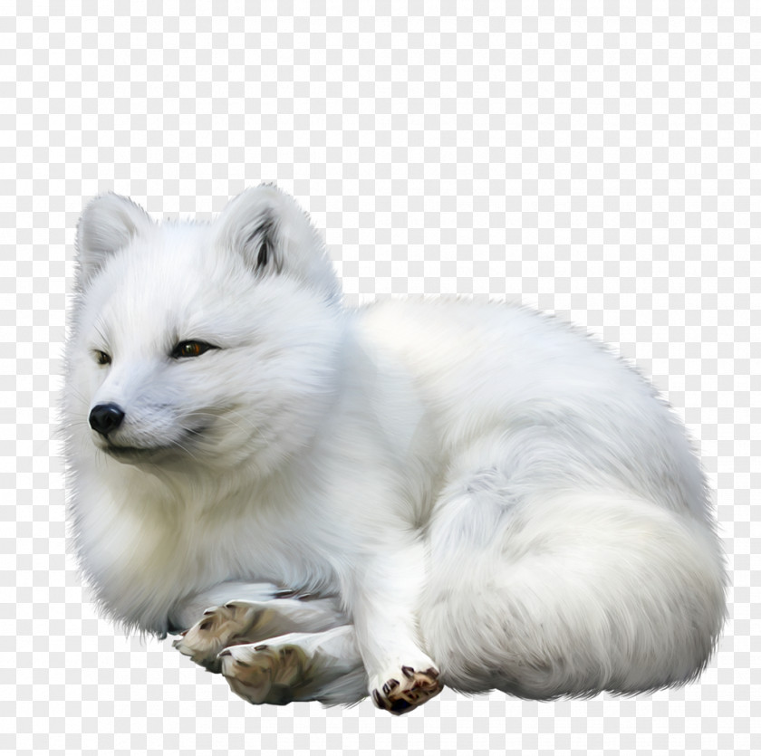 Arctic Fox Champagne Idea Alaskan Tundra Wolf PNG