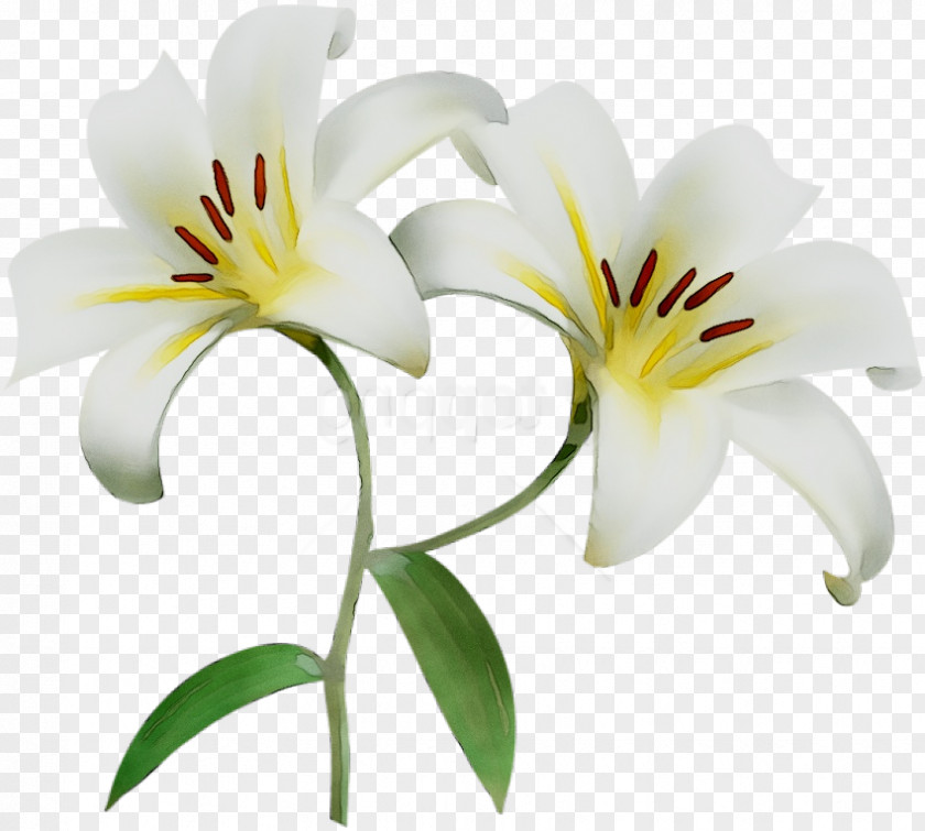 Cut Flowers Plant Stem Plants Lily M PNG