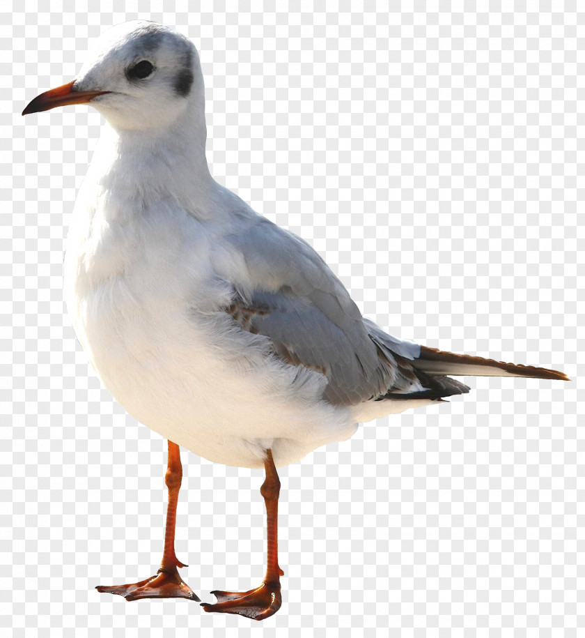 Gull Bird Common Mouette PNG
