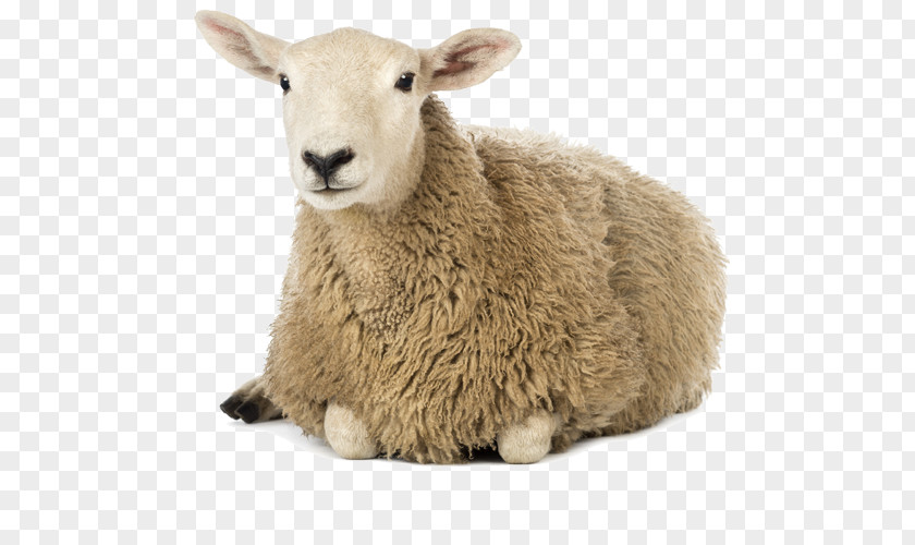 Sheep Farming Cattle Stock Photography Royalty-free PNG