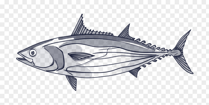 Tuna Fish Thunnus Swordfish Line Art Skipjack PNG