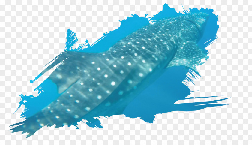 Whale Shark Marine Mammal Biology Water Monster Energy PNG