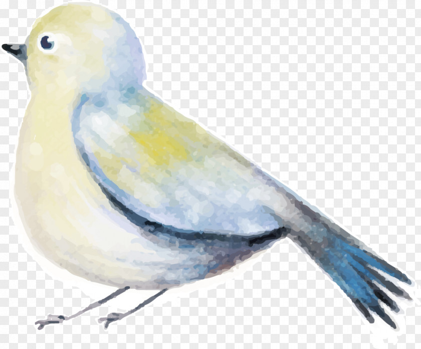 Decorative Bird Vector Modified Watercolor Painting Download Drawing PNG