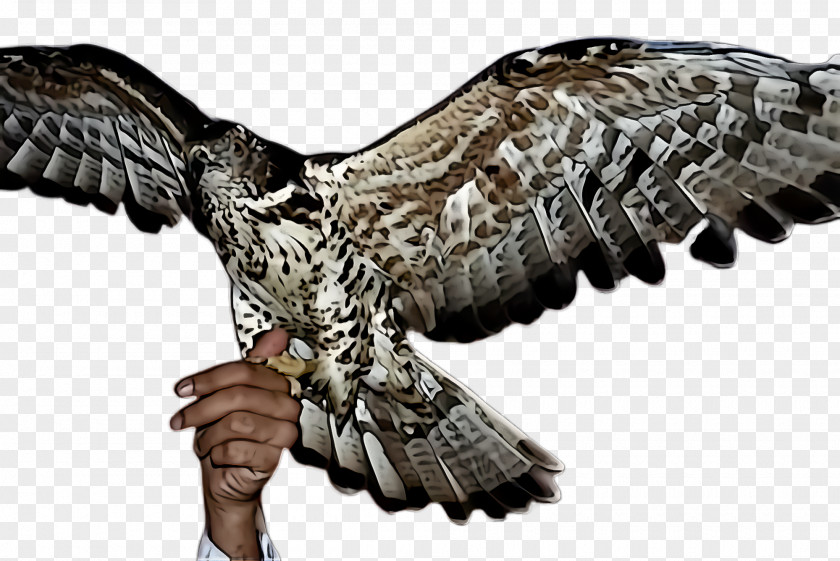 Falcon Sharp Shinned Hawk Bird Buzzard Wing Of Prey Beak PNG