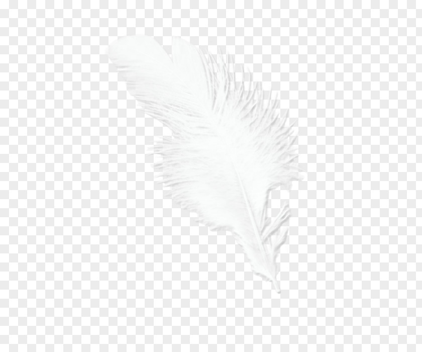 Feather White Beak Tail PNG