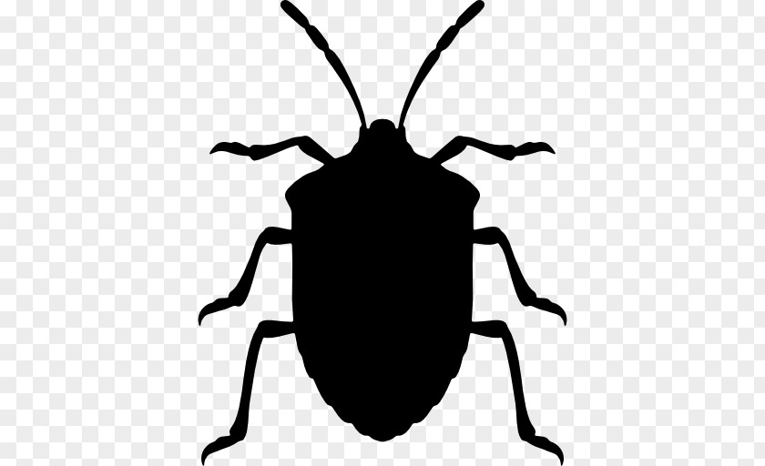 Insect Green Stink Bug Brown Marmorated Clip Art PNG