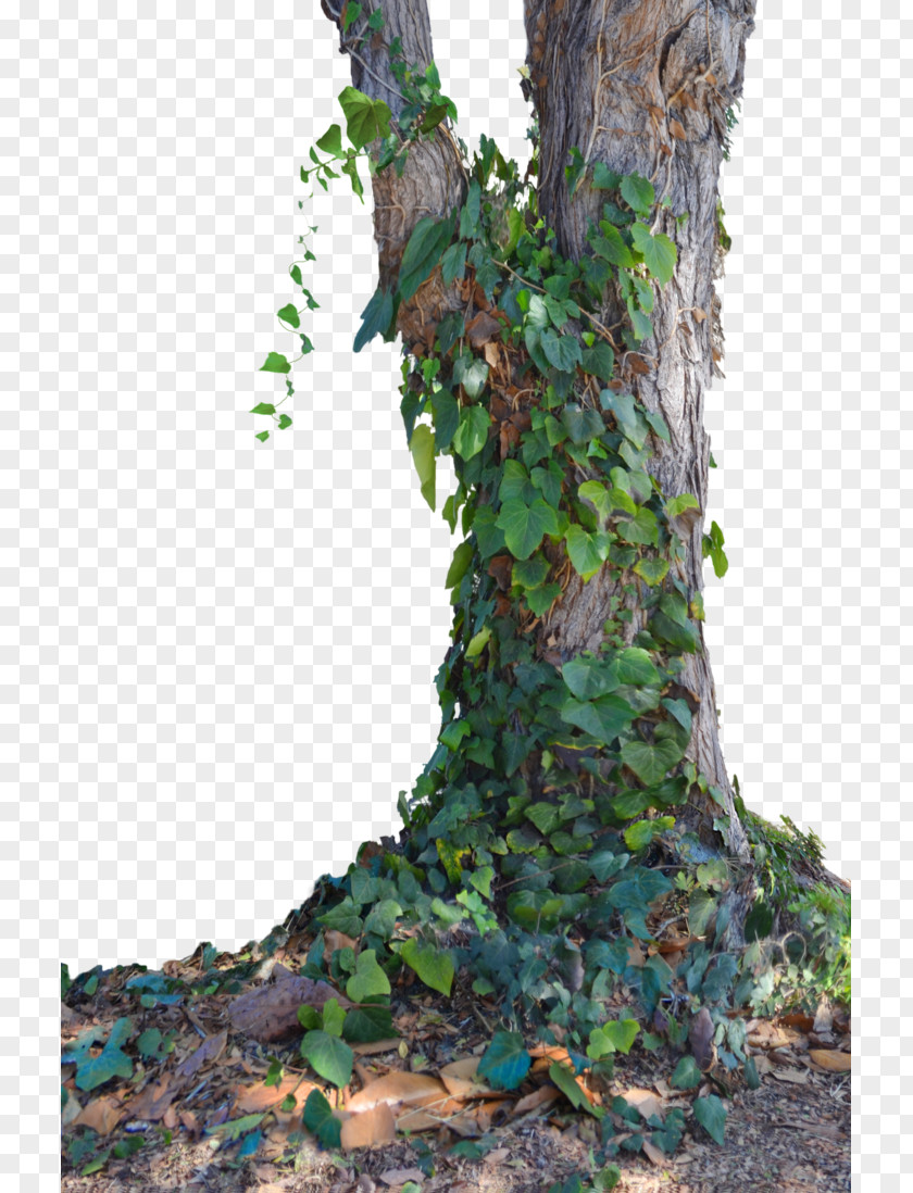 Ivy Tree Stock PNG