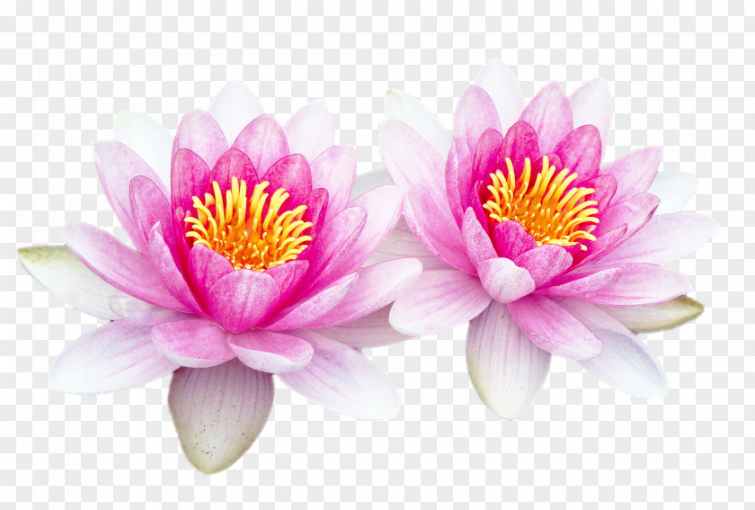 Massage Health Adobe Photoshop Download Sacred Lotus Computer Software PNG