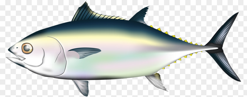 Smooth Body Of The Fish Pacific Bluefin Tuna Migration Illustration PNG