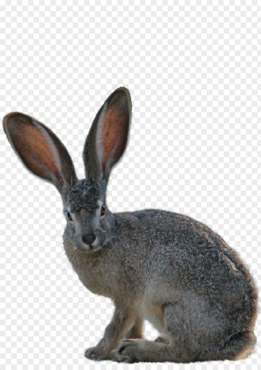Hare Easter Bunny Domestic Rabbit PNG