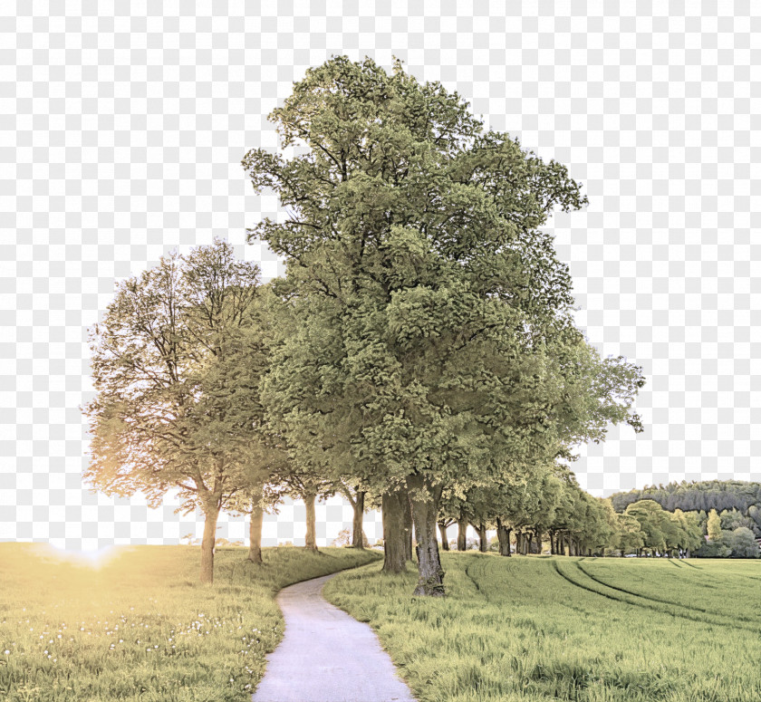 Landscape California Live Oak Plane PNG