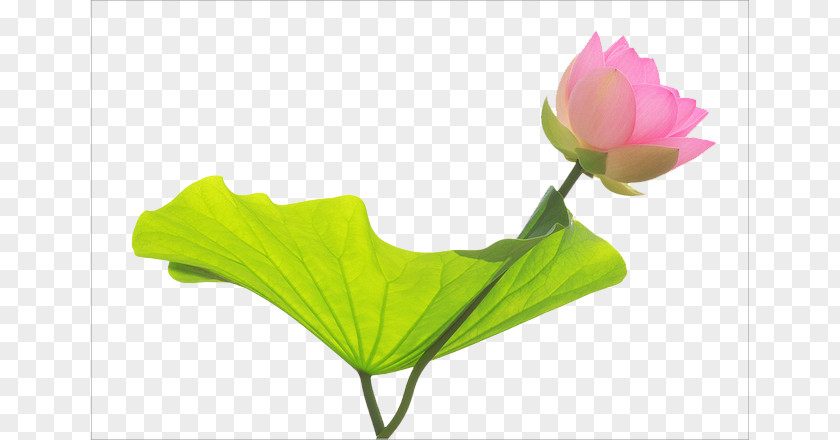 Lotus Nelumbo Nucifera Water Lily Desktop Wallpaper Flower PNG
