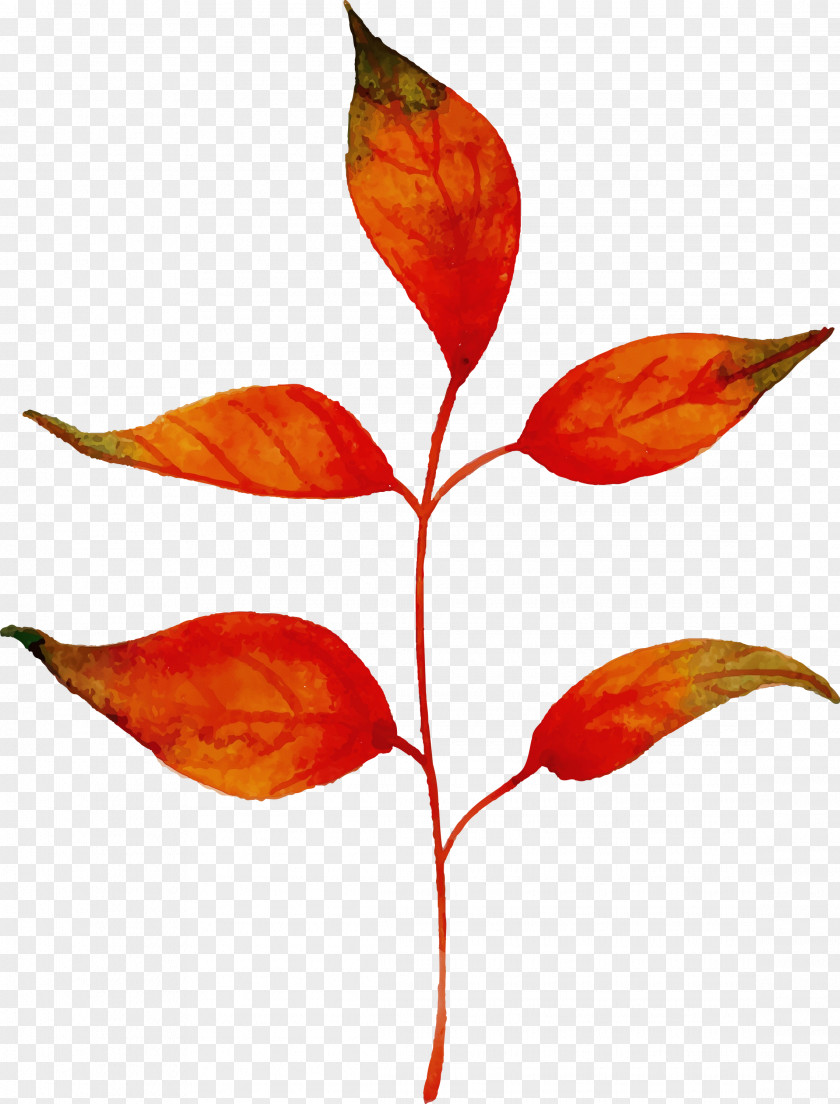 Plant Stem Leaf Petal Plants Science PNG