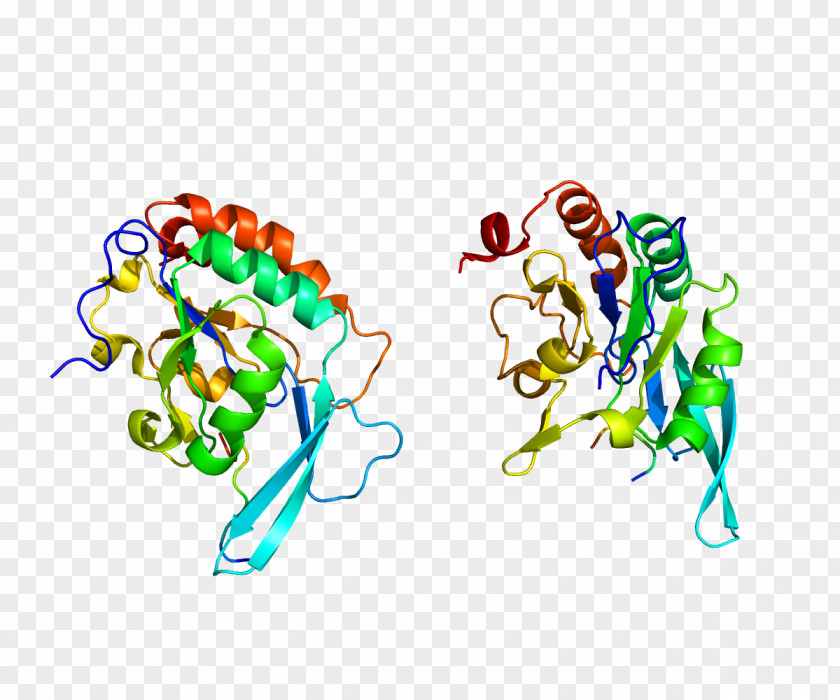 POLR2A RNA Polymerase II SND1 PNG