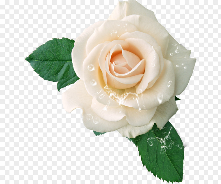 Rose Hybrid Tea Clip Art PNG