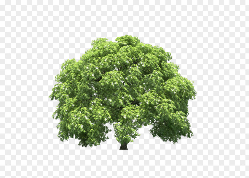 Vfa125 Parsley Branching Shrub PNG