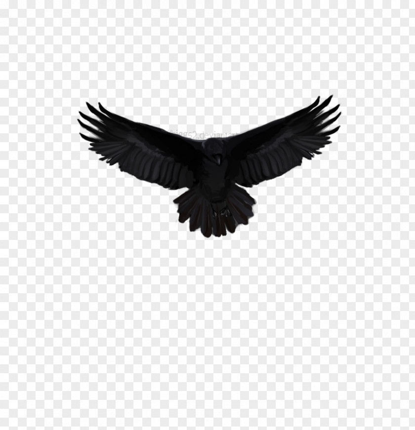 Eagle Feather Beak PNG