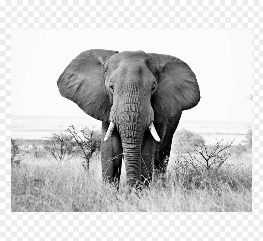 Elephant African Black And White Indian PNG
