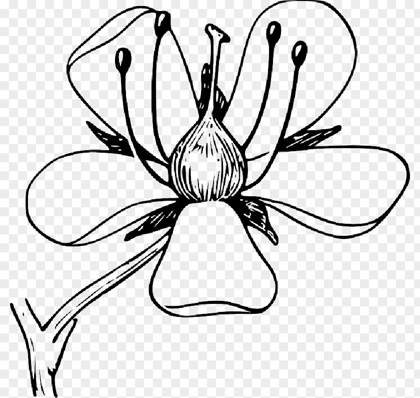 Flower Clip Art Vector Graphics Plants Petal PNG