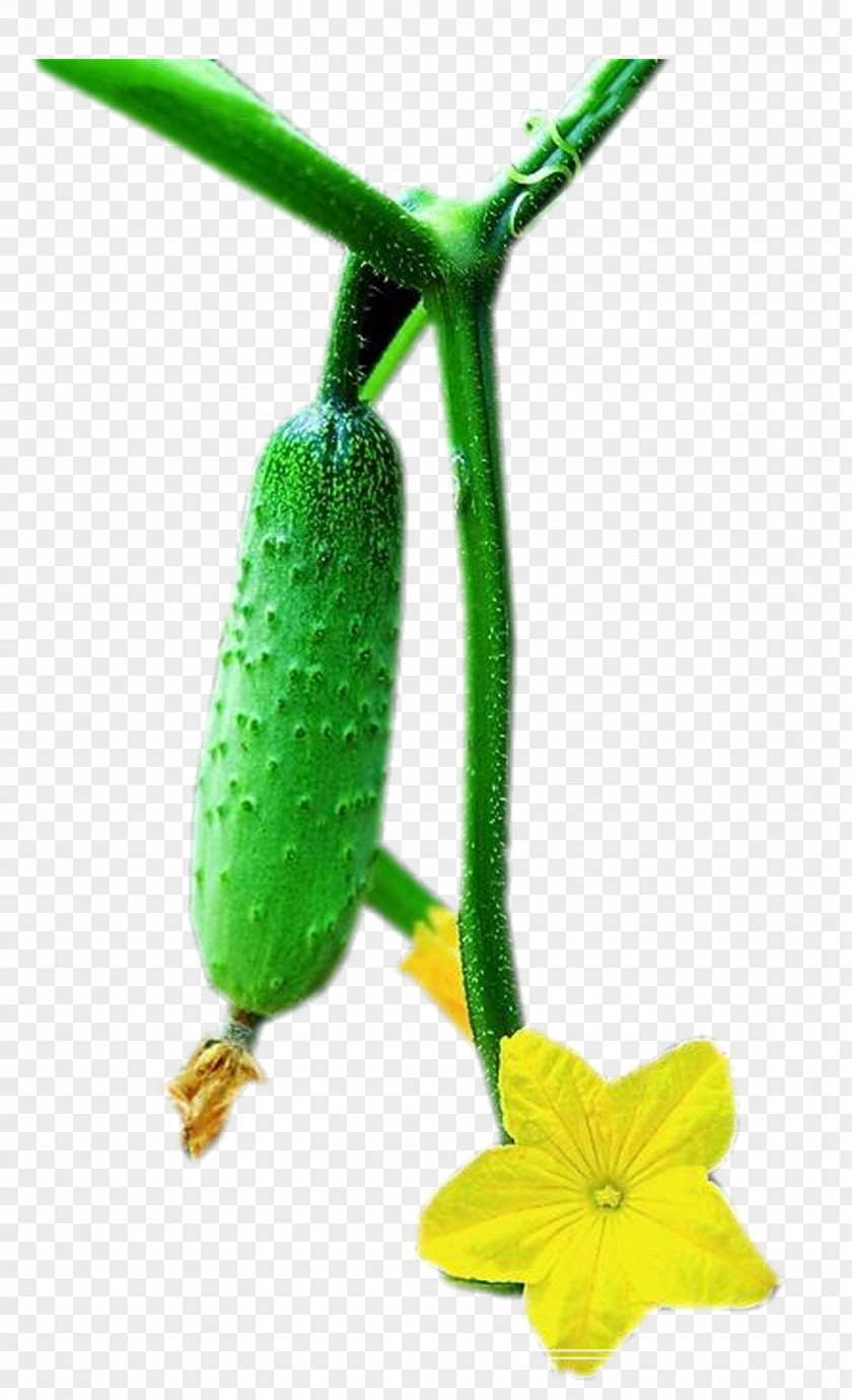 Green Cucumber Pickled Vegetable PNG