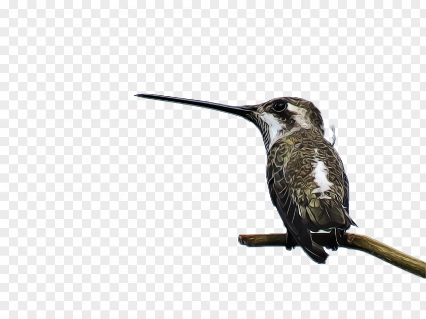 Hummingbird PNG