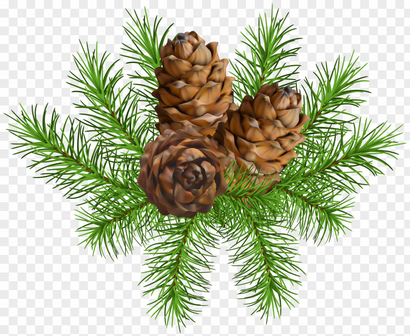 Pine Branch With Cones Clip Art Image Conifer Cone PNG