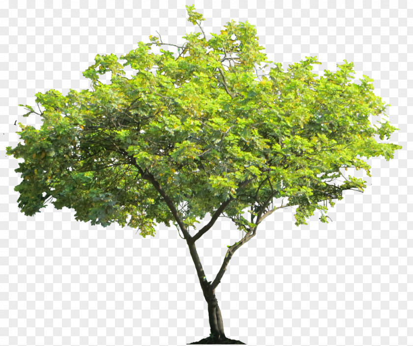 Trees Cercis Siliquastrum Tree Shrub PNG