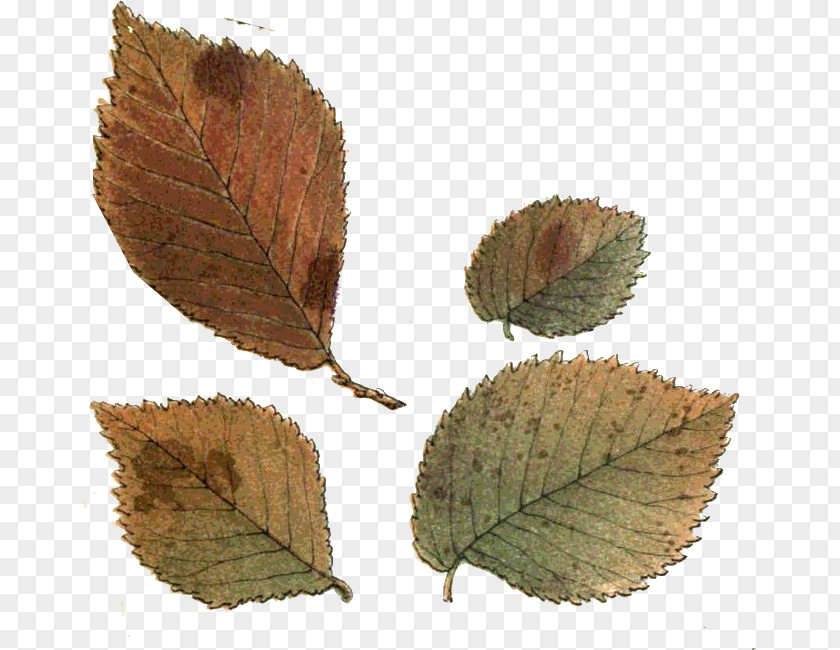 Vf Leaf Northern Hemisphere Southern Autumn PNG