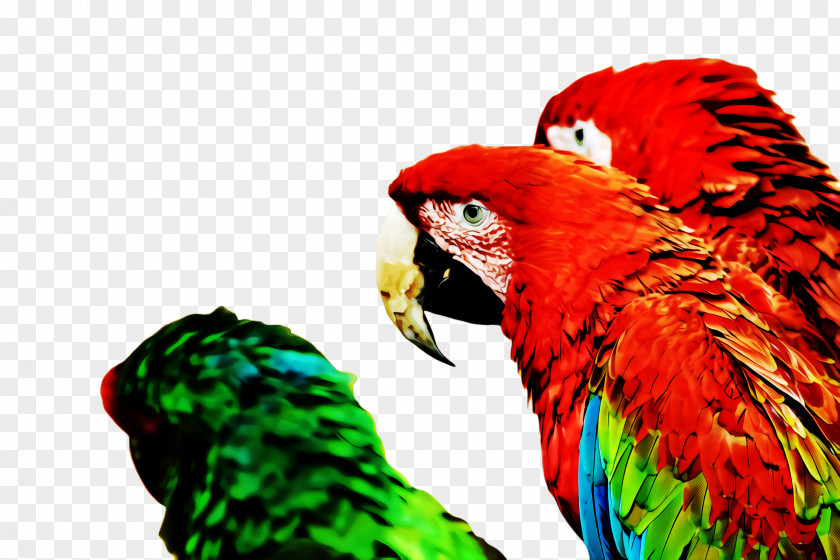 Wing Feather Lovebird PNG