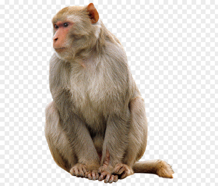 Download Free High Quality Monkey Transparent Images Mandrill Primate Macaque Baby Monkeys PNG
