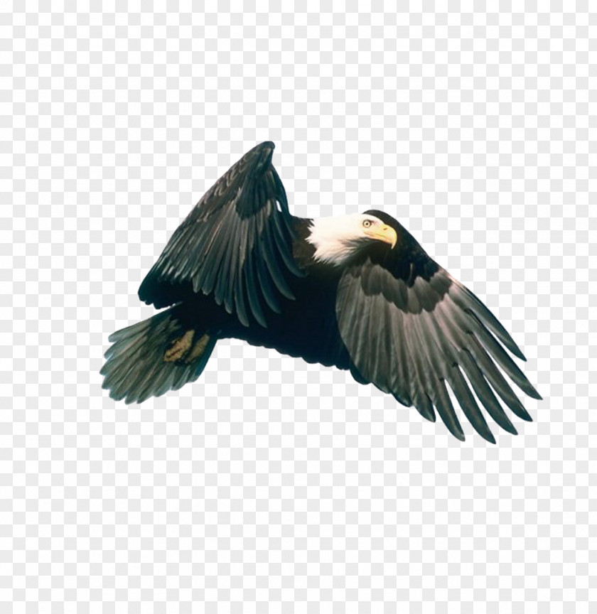 Eagle Hawk Download PNG