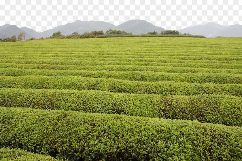 Green Tea Field Free Of Charge Material Garden PNG