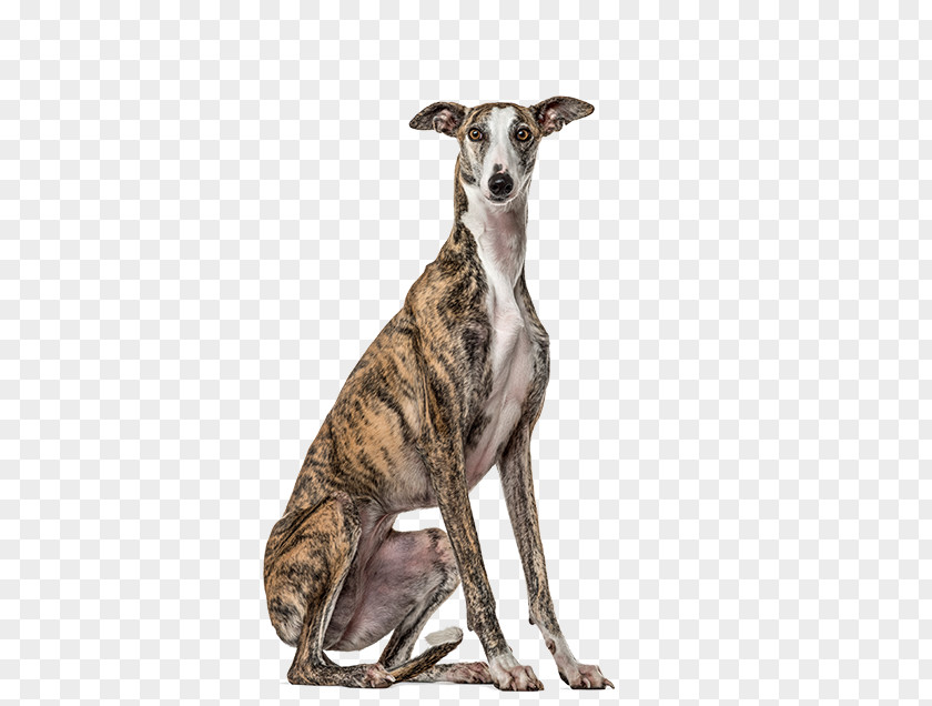 Greyhound Lurcher Spanish Whippet Italian PNG