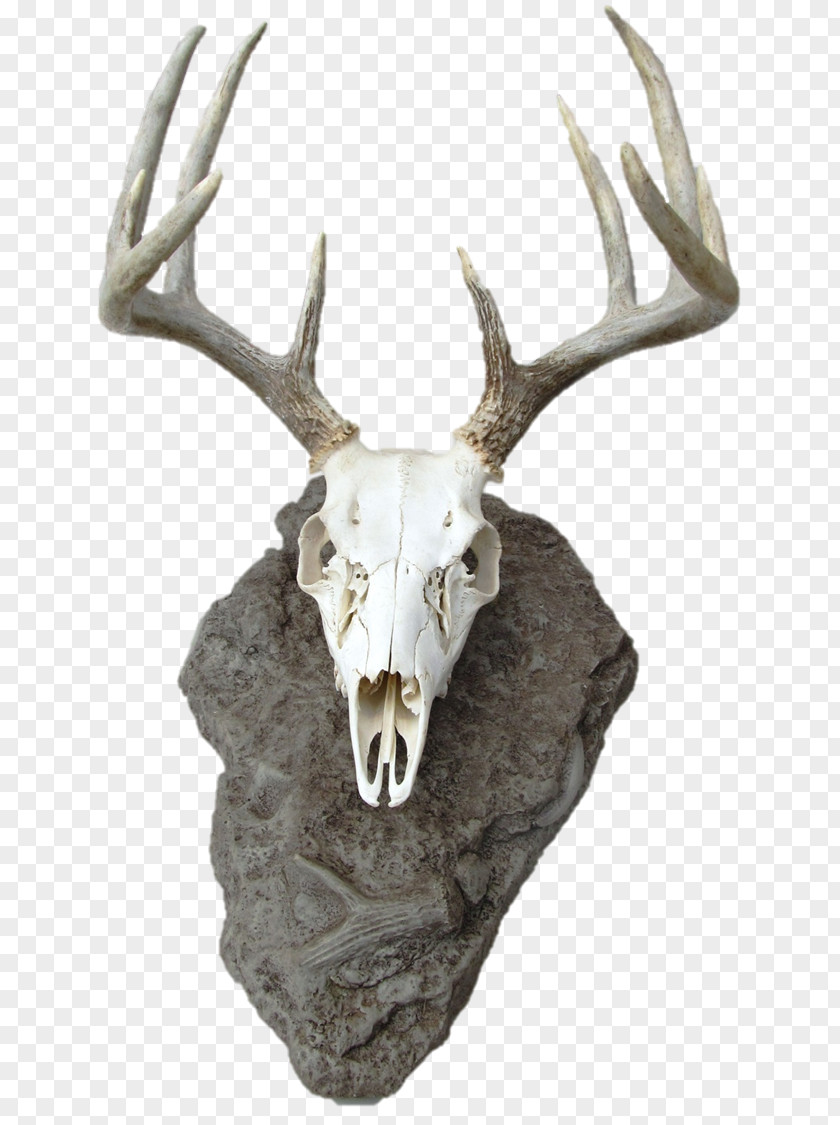 Reindeer White-tailed Deer Skull Mounts Antler PNG