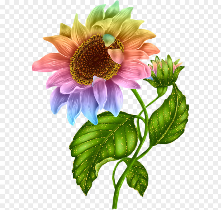 Sunflower Color Flower Clip Art PNG