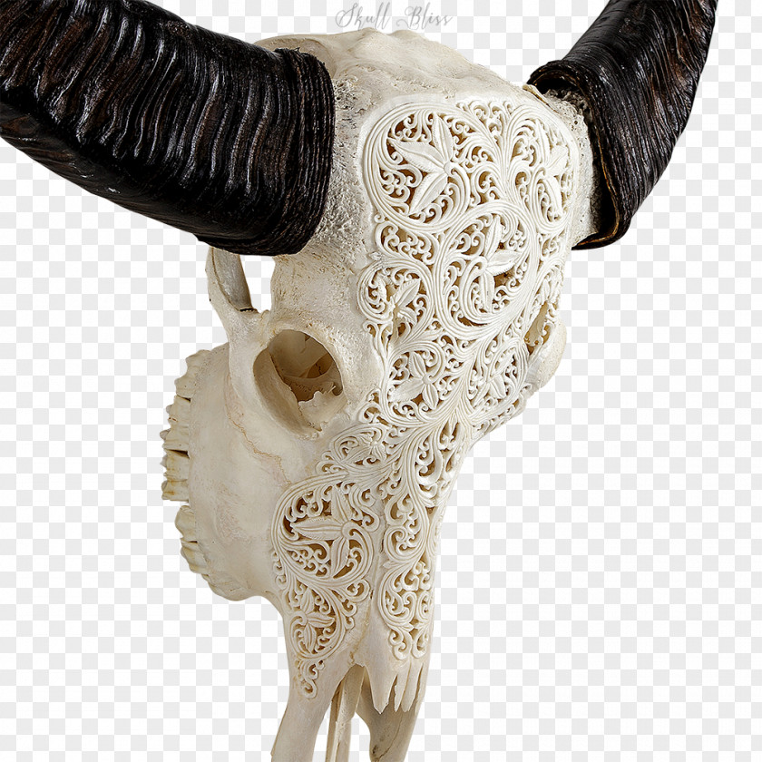 Buffalo Skull Animal Skulls Horn Carving All Laced Up PNG